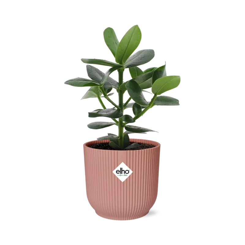Clusia Princess in ELHO Vibes Fold 14cm roze