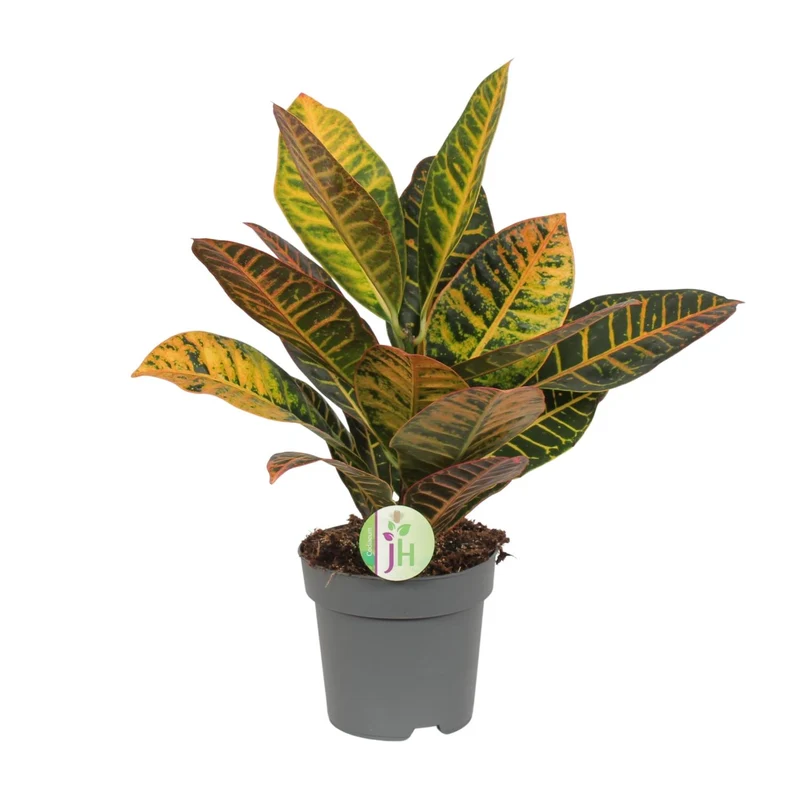 Codiaeum Petra - Croton
