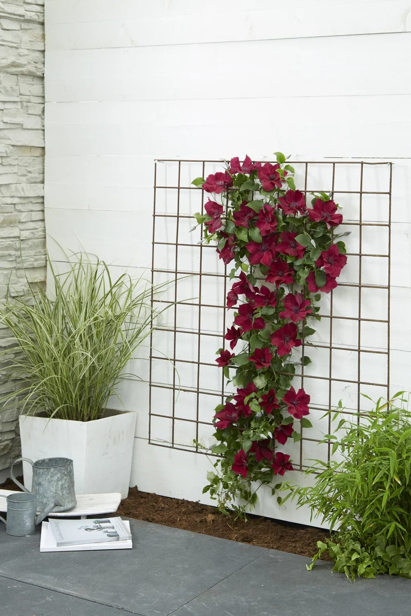 Clematis Nubia - Clematis Evison Rood