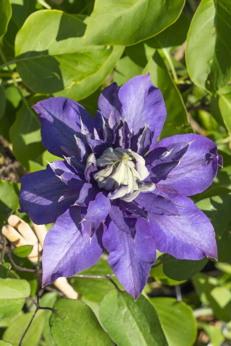 4x - Clematis Multi Blue