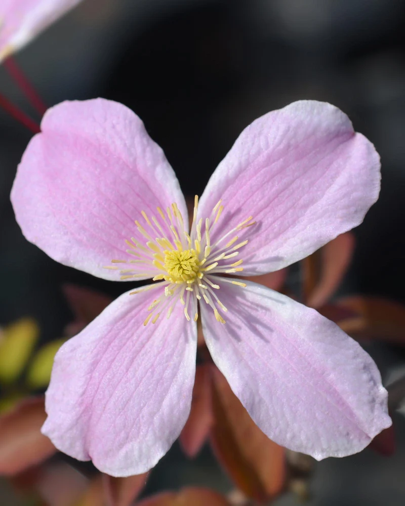 Clematis Montana 'Fragrant Spring'