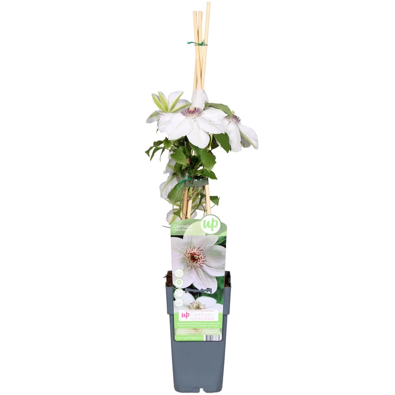 Clematis Miss Bateman - Clematis Wit