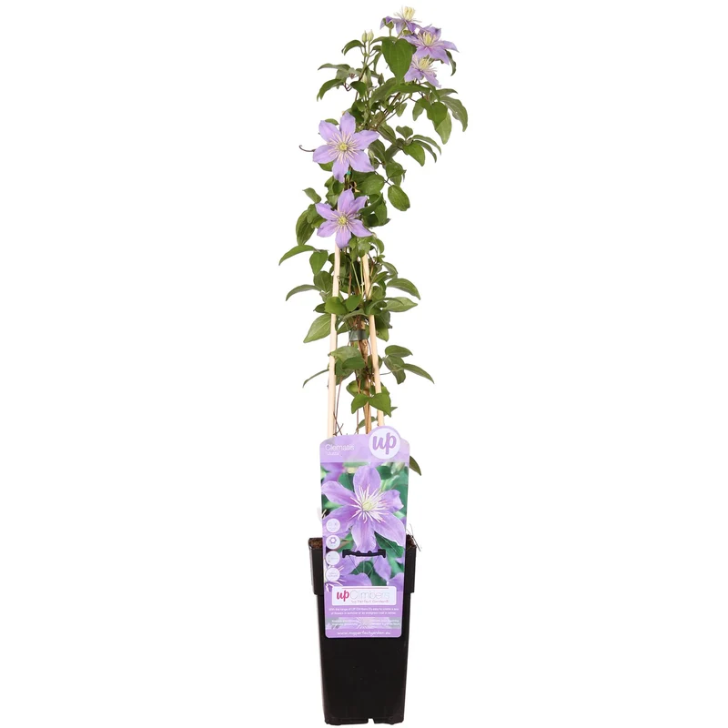 Clematis Justa