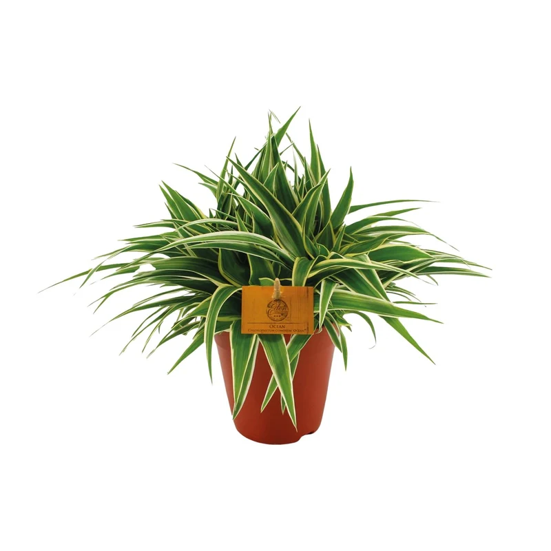 Chlorophytum Ocean