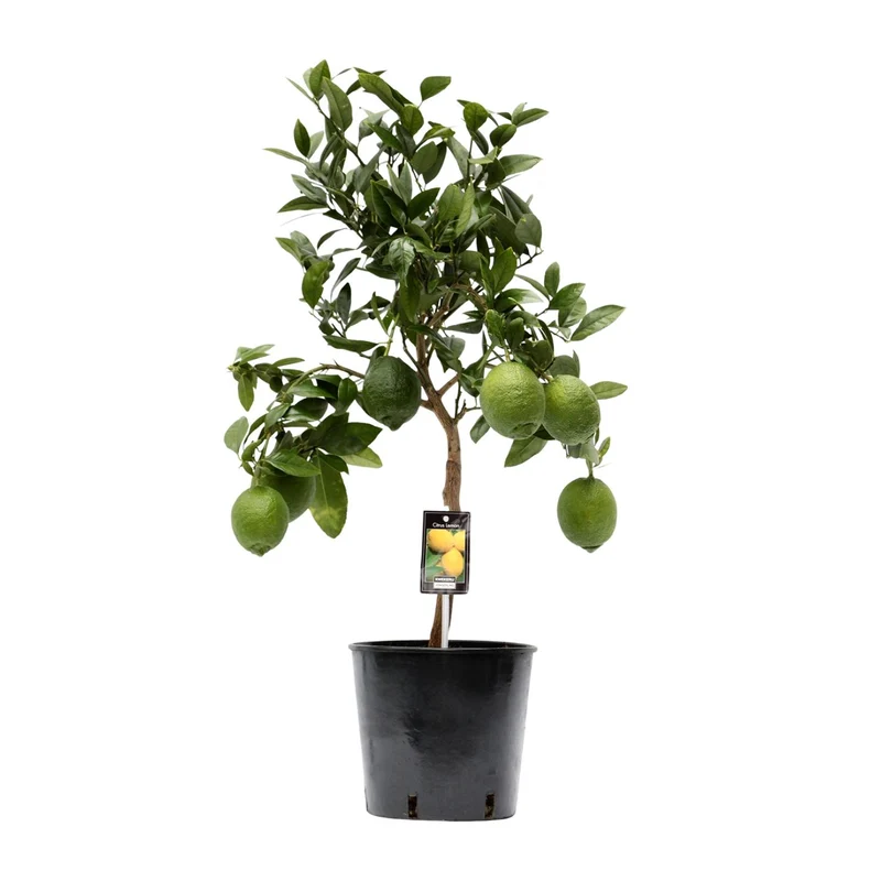 Citrus Lemon
