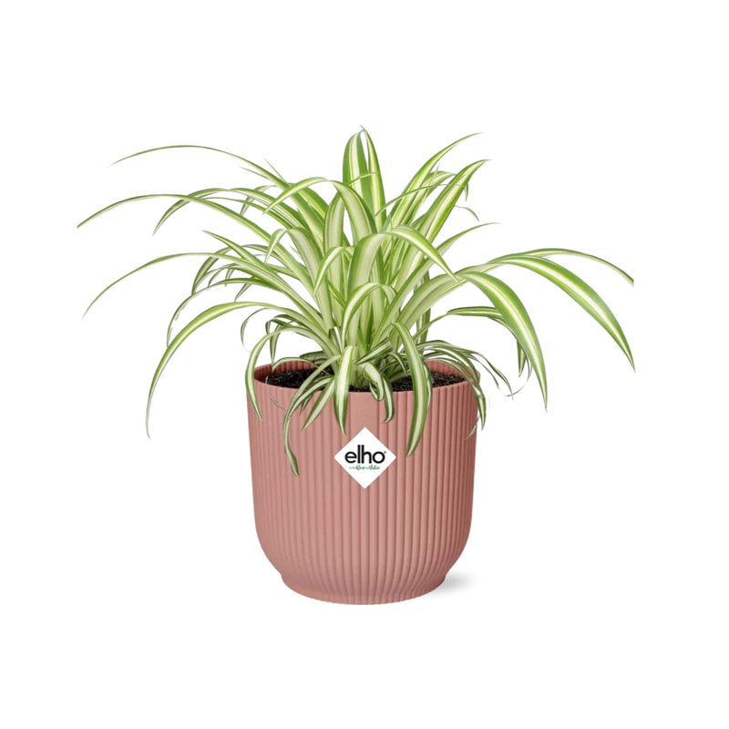 Chlorophytum Comosum Variegatum in ELHO Vibes Fold 14cm roze