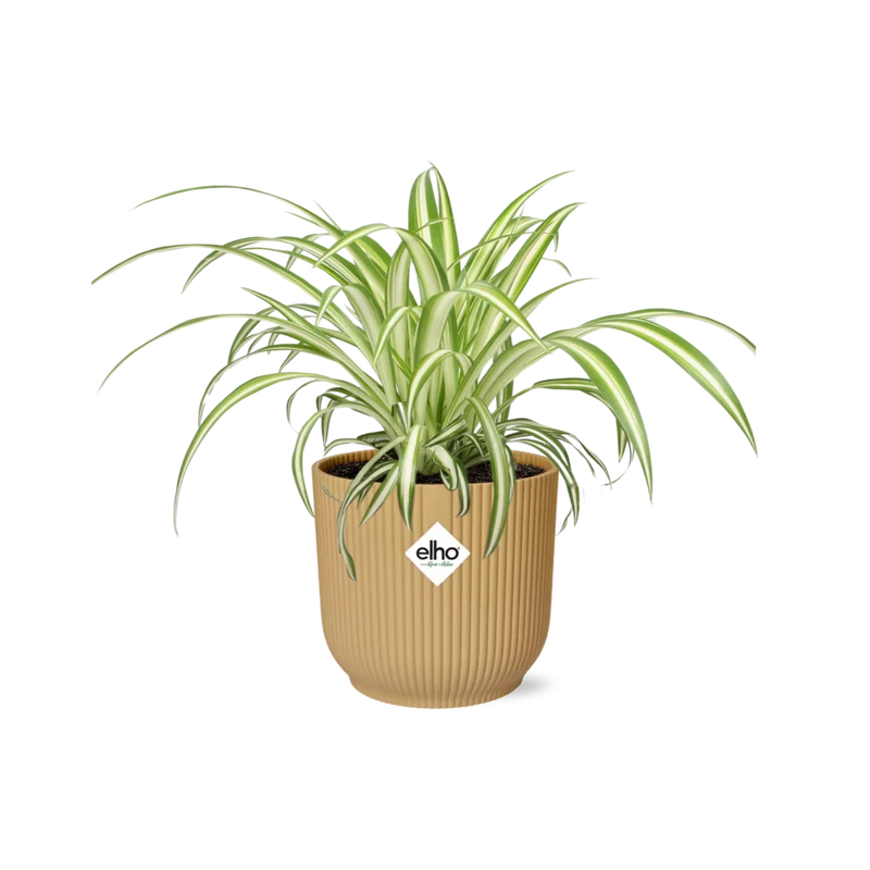 Chlorophytum Comosum Variegatum in ELHO Vibes Fold 14cm geel