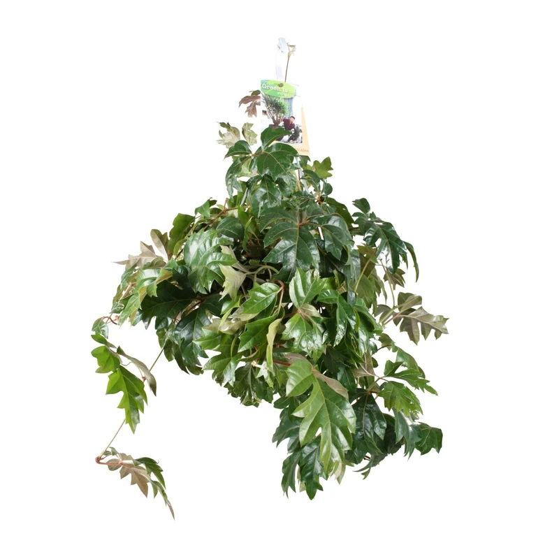Cissus Rhombifolia Ellen Danica