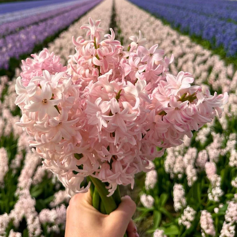 China Pink hyacintenbollen, 10 stuks, maat 14/15