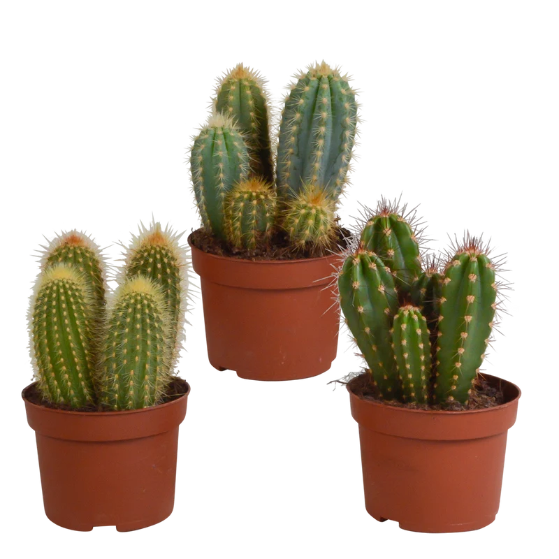 Cereus mix