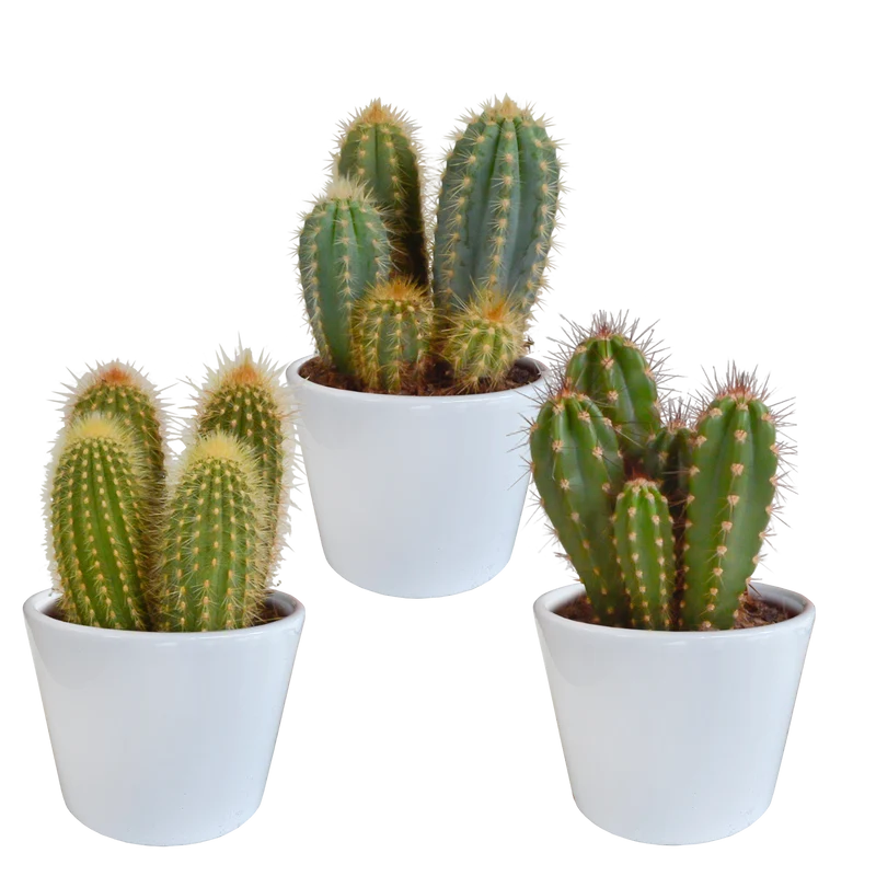Cereus mix