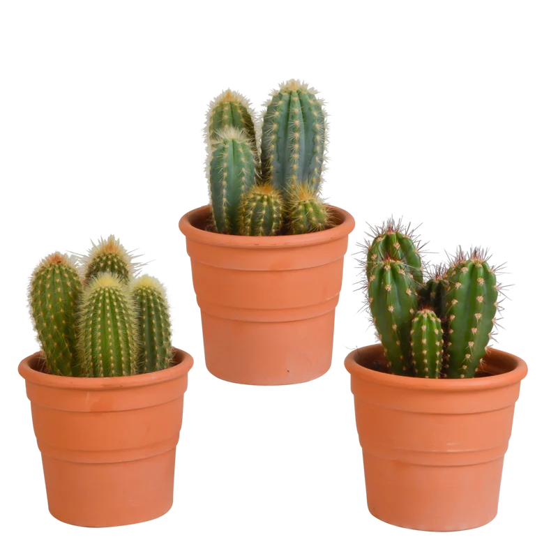 Cereus mix