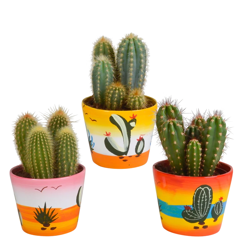 Cereus mix