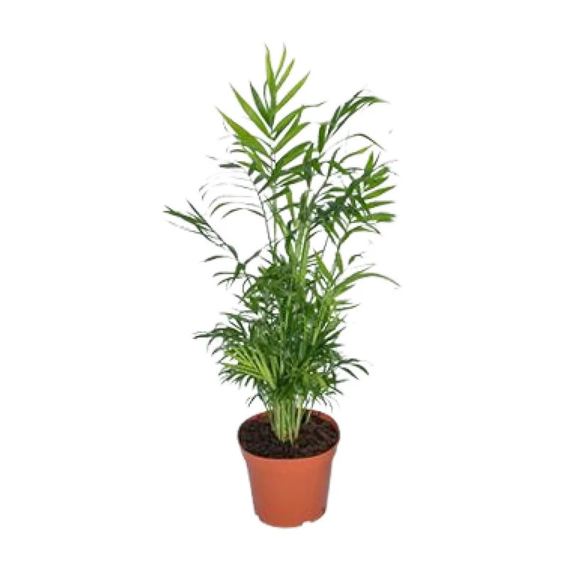 Chamaedorea Elegans - Mexicaanse Bergpalm