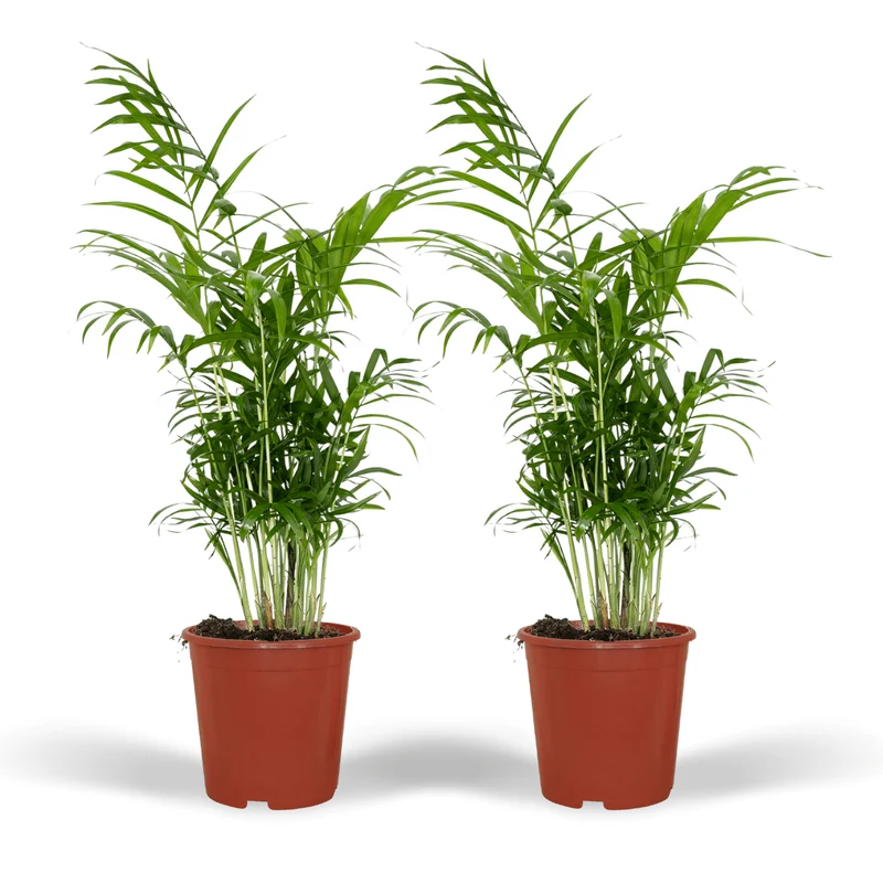 Chamaedorea Elegans (Mexicaanse Bergpalm) - 2 stuks