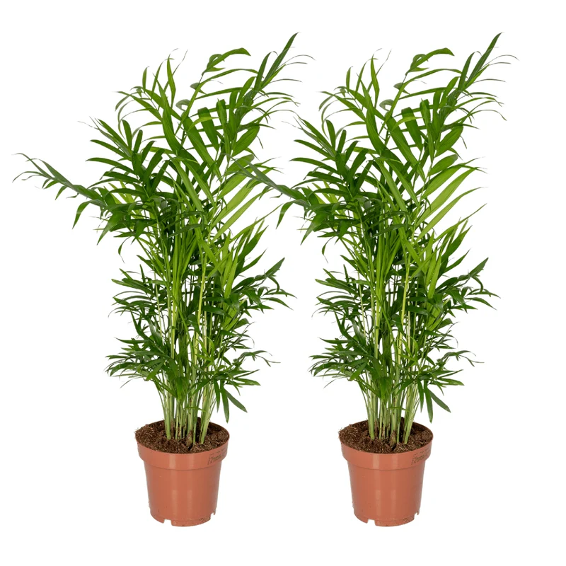 Chamaedorea Elegans (Mexicaanse Bergpalm) - 2 stuks