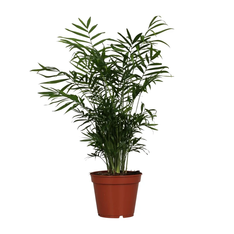 Chamaedorea Elegans