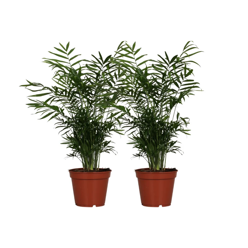Chamaedorea Elegans - 2 stuks