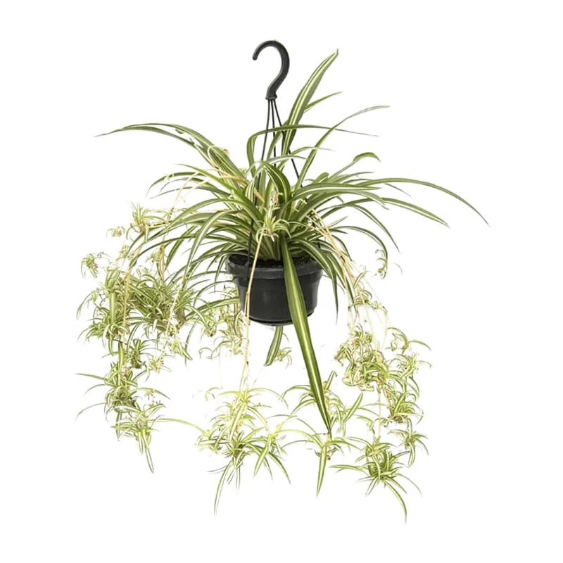 Chlorophytum Comosum Variegatum