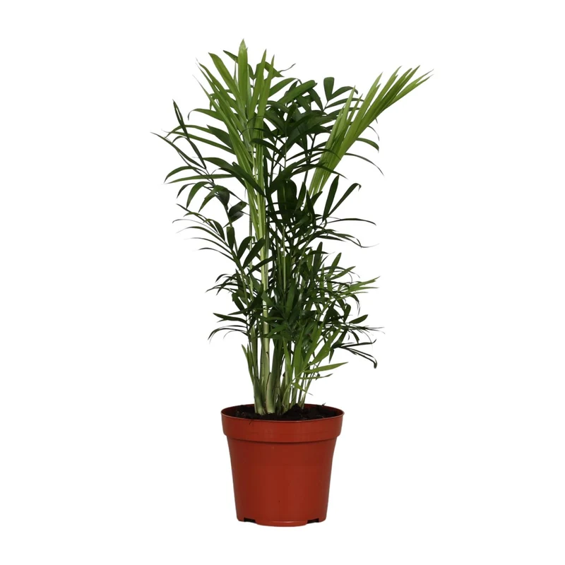 Chamaedorea Elegans