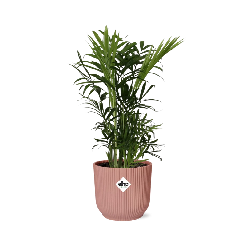 Chamaedorea Elegans in ELHO Vibes Fold 14cm roze