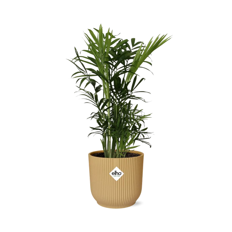 Chamaedorea Elegans in ELHO Vibes Fold 14cm geel