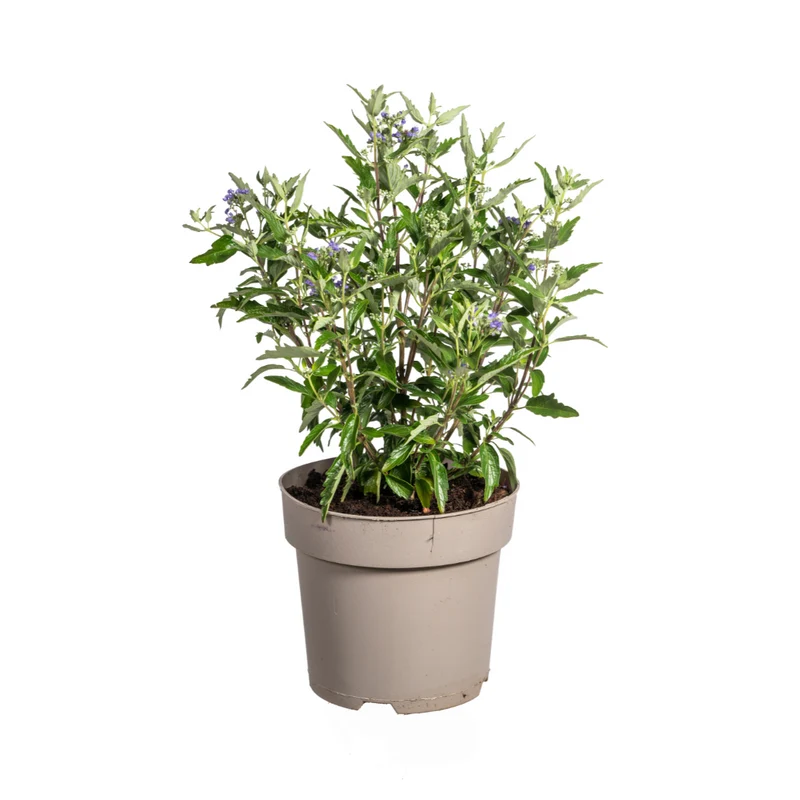 Caryopteris x Clandonensis
