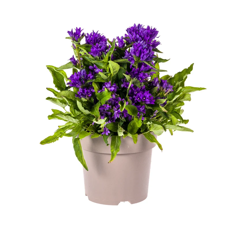 Campanula Glomerata Genti Blue