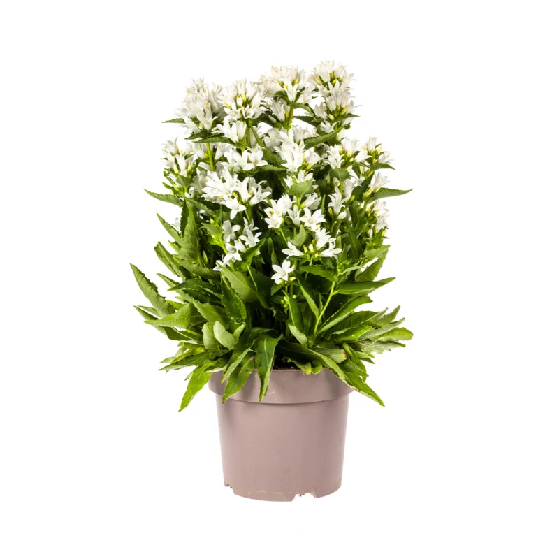 Campanula Glomerata Genti White