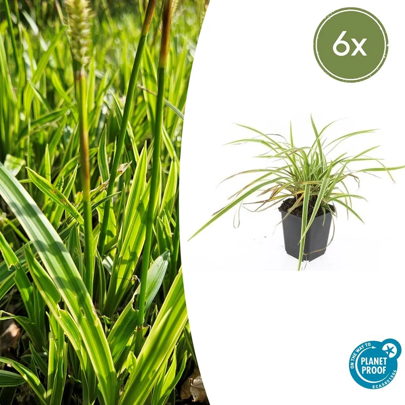 Carex morrowii 'Aureovariegata'