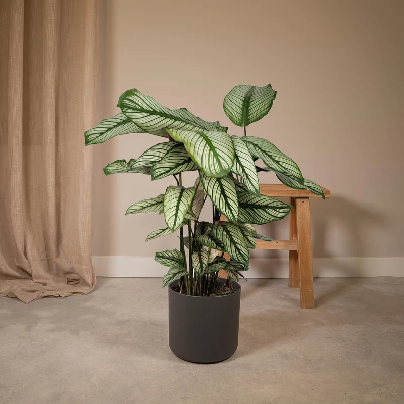 Calathea Whitestar - Pauwenplant