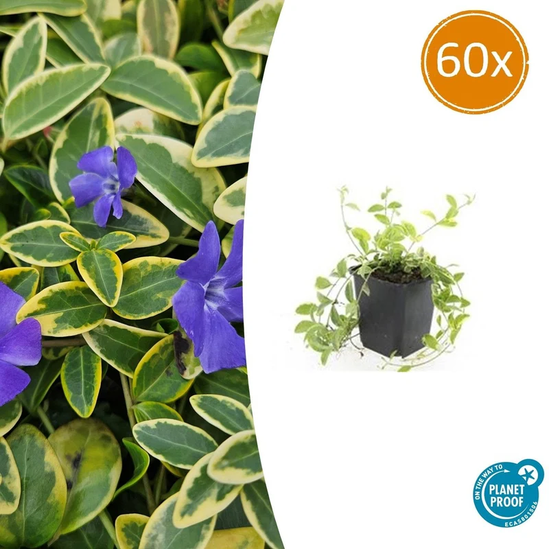 60x Vinca minor 'Aureovariegata'