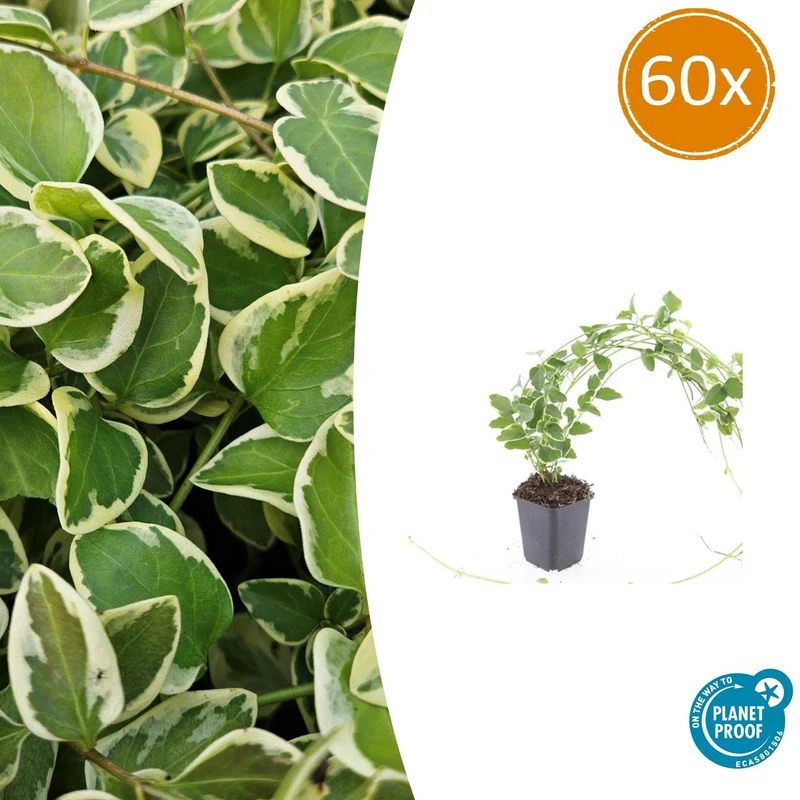 60x Vinca major 'Variegata'