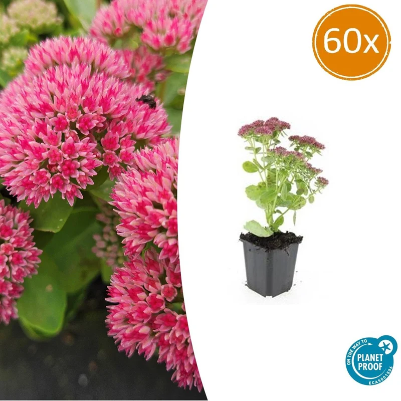 60x Sedum 'Herbstfreude'