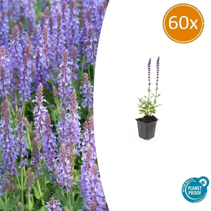 60x Salvia nem. 'Caradonna'