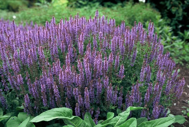 12x Salvia nem. 'Caradonna'
