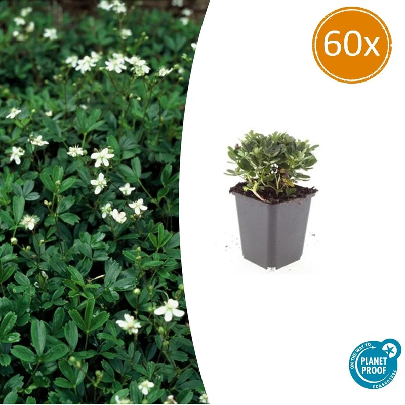 60x Potentilla tridentata 'Nuuk'