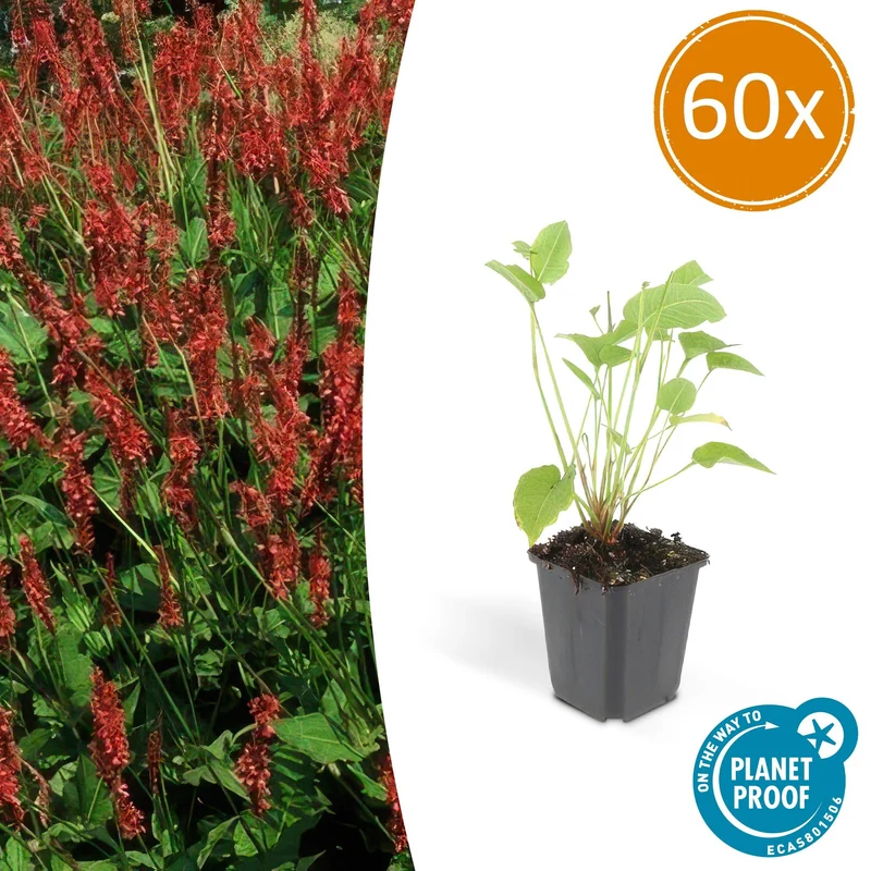 60x Persicaria amplexicaulis