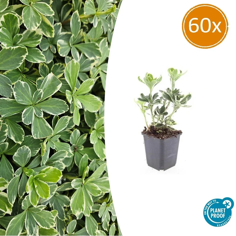 60x Pachysandra term. 'Variegata'