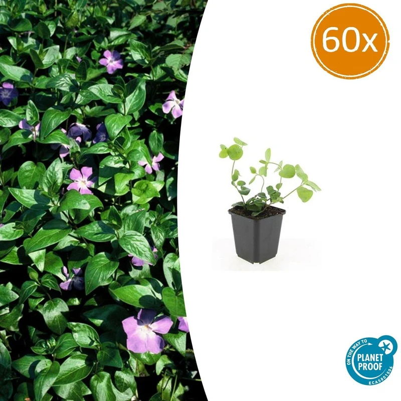 60x Vinca major