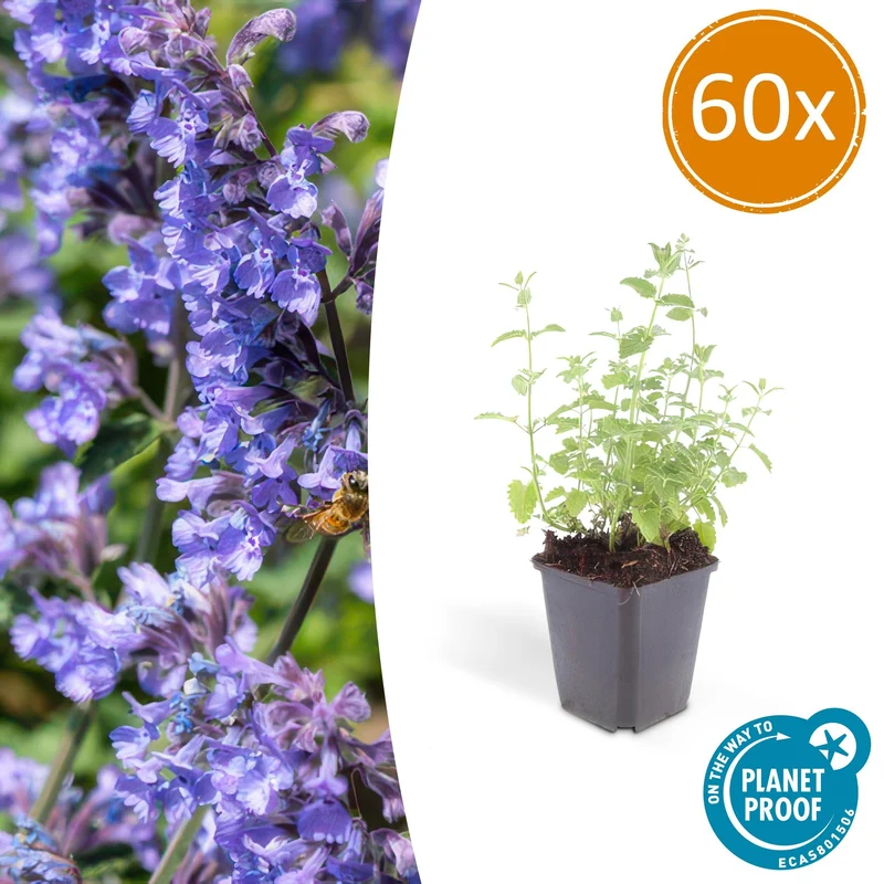 60x Nepeta 'Six Hills Giant'