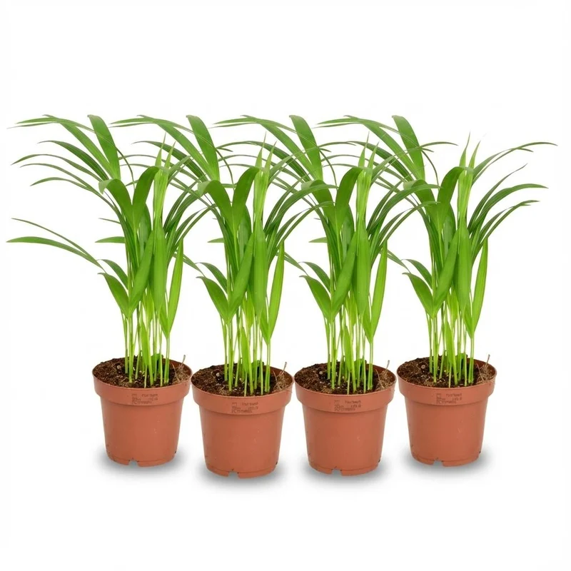 4x Areca Dypsis Lutescens Goudpalm