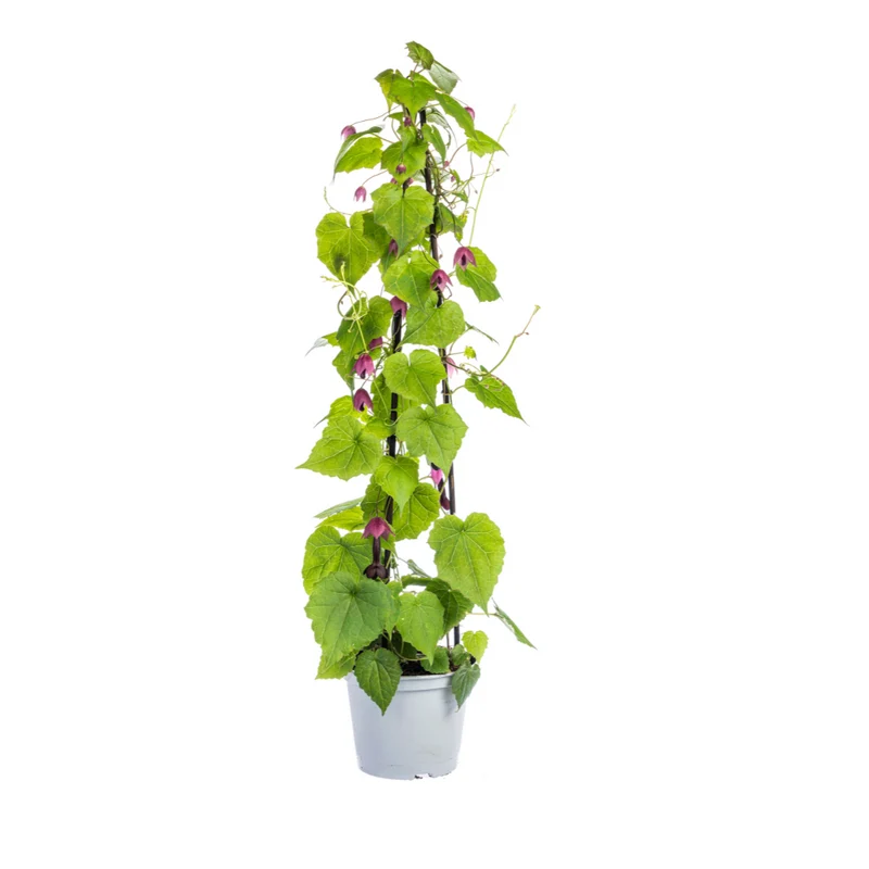 4x Mix Set uit Kletterpflanten: Rhodochiton, Cobea, Lathyrus & Ipomoea