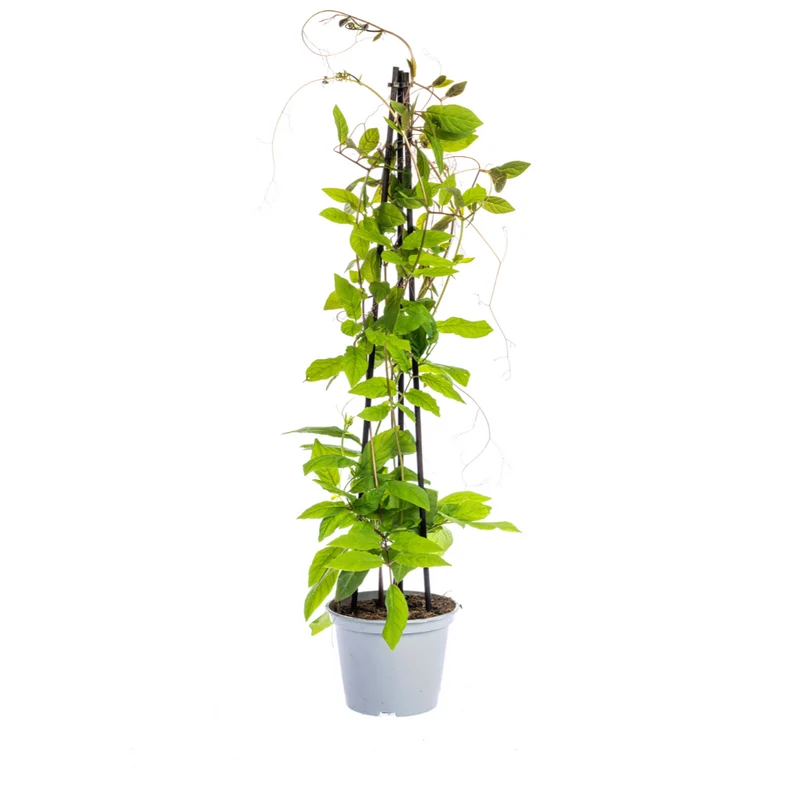 4x Cobea Scandens Violet Blue
