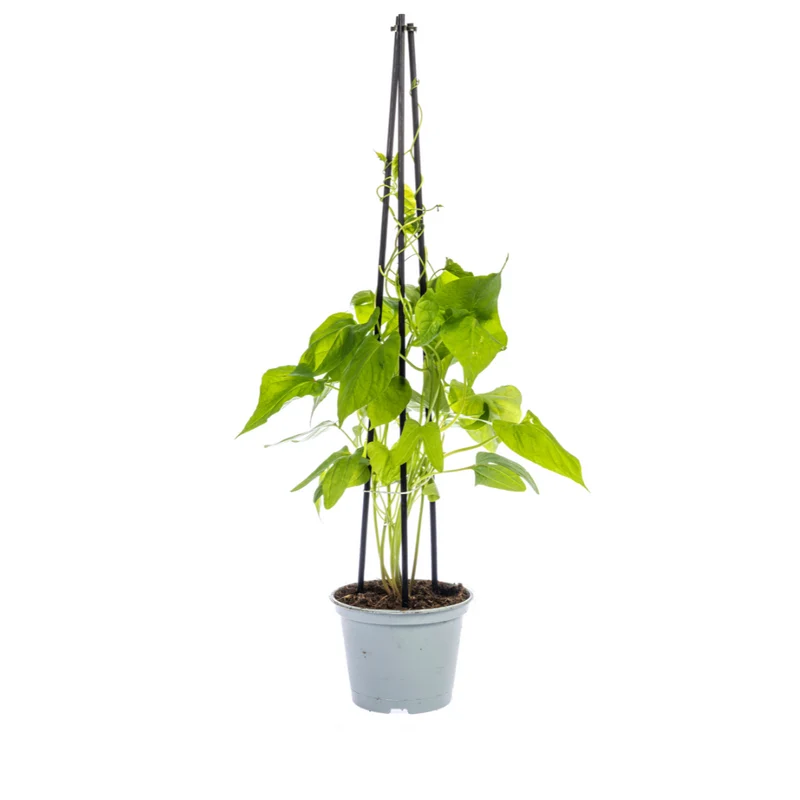 4x Ipomoea Tricolor Heavenly Blue
