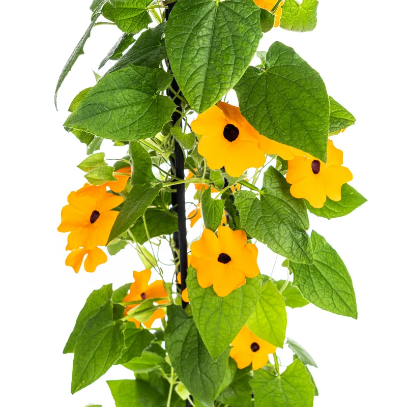4x Thunbergia Alata Sunny Susy New Orange