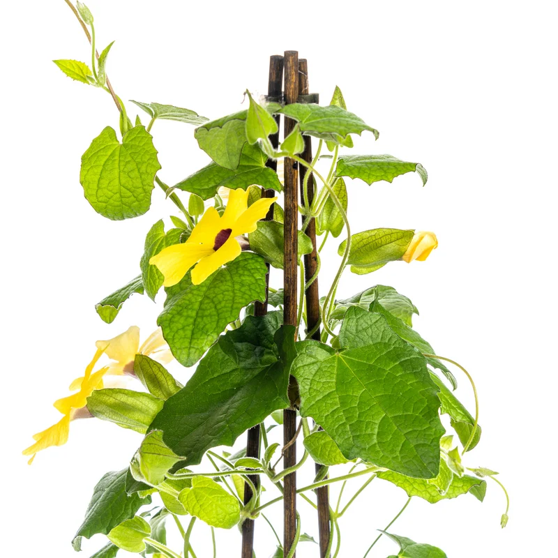 4x Thunbergia Alata Sunny Susy Yellow