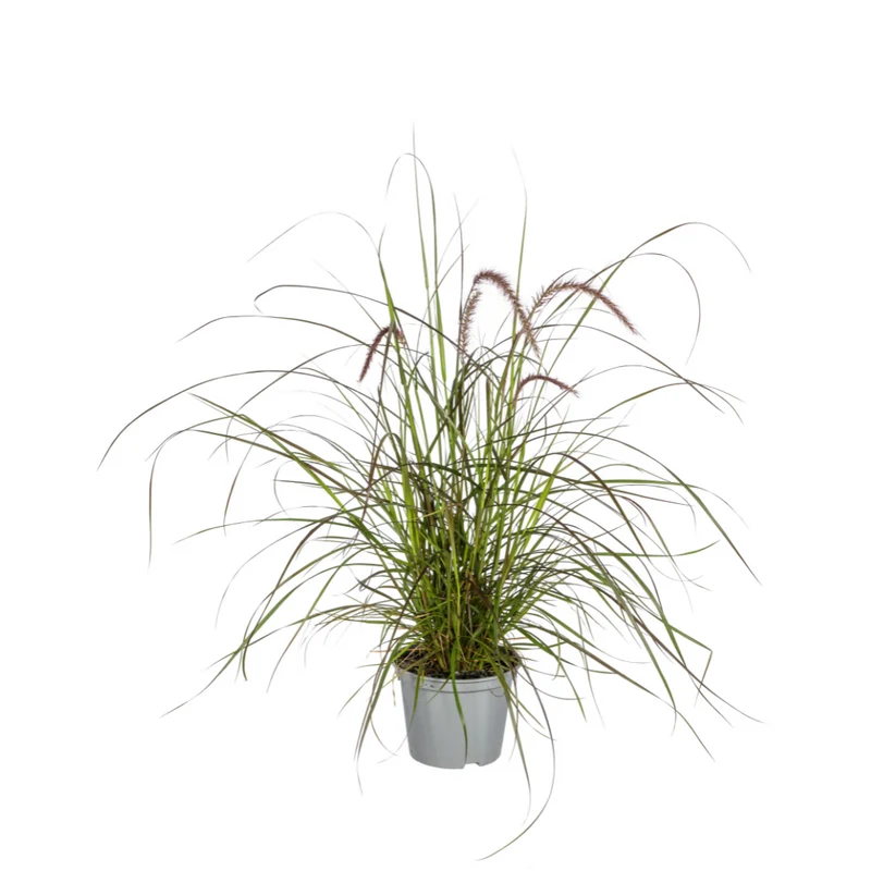 4x Pennisetum x advena Rubrum