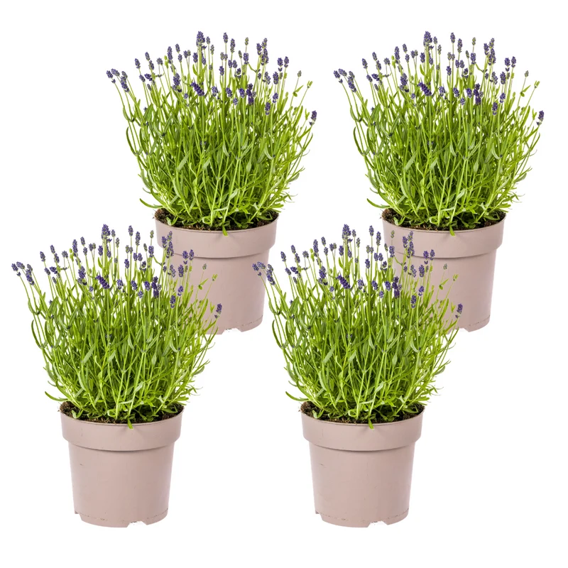 4x Lavandula Angustifolia