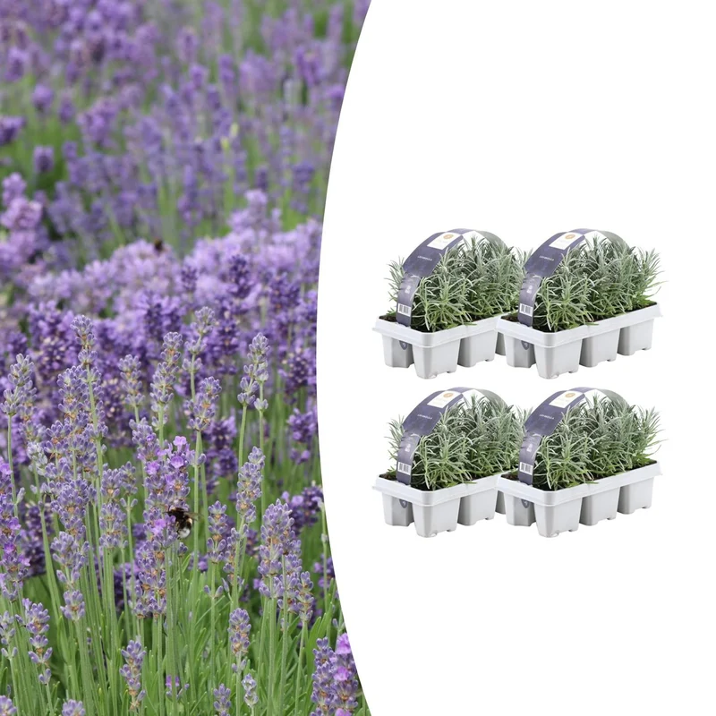 4x Set van 6 Lavendel angustifolia